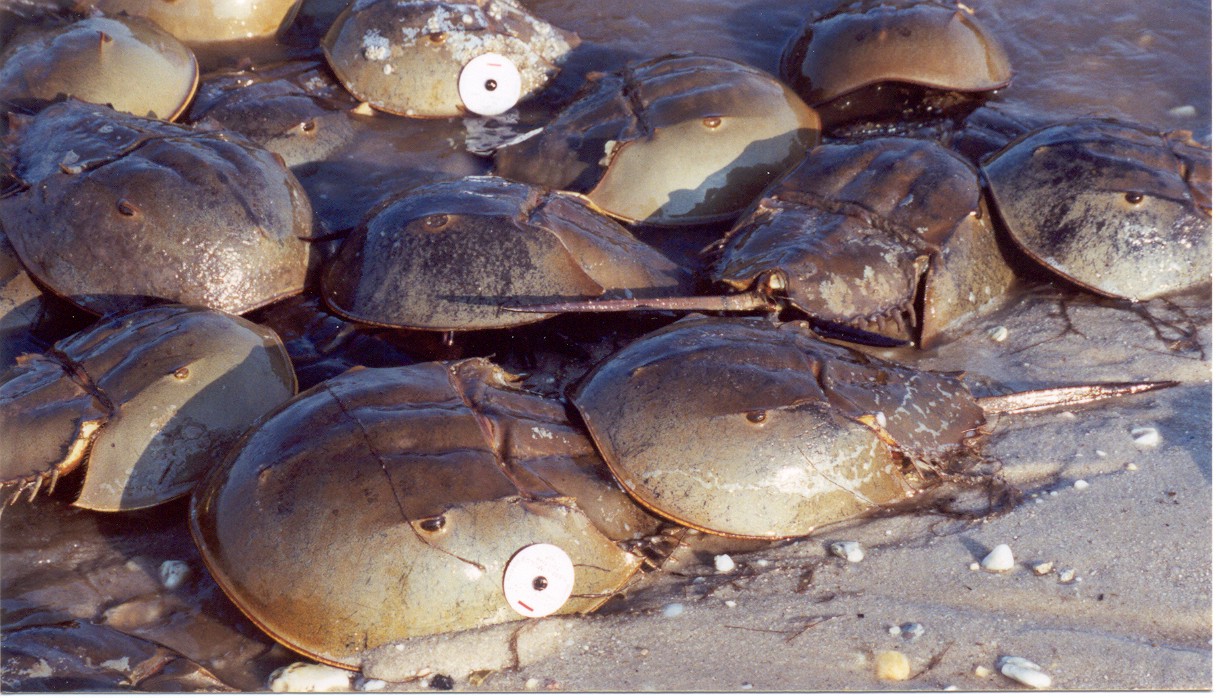 Horseshoe crab tagged.jpg FWS.gov